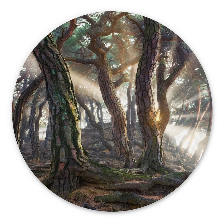 Wandbild Heiliger Kiefernwald - Ryu - Alu-Dibond - Rund 