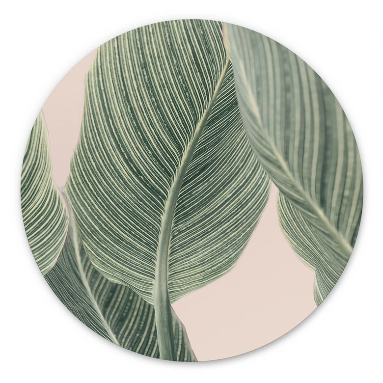Alu-Dibond Calathea Pflanze - Sisi & Seb - Rund 