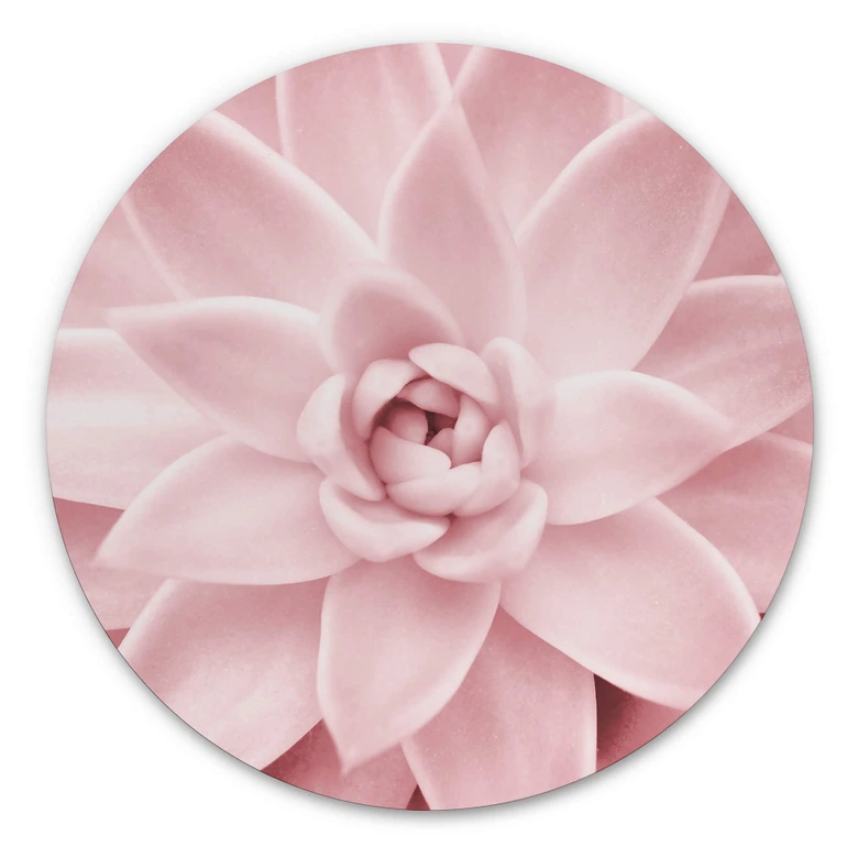 Alu-Dibond Sisi & Seb - Rosa Sukkulente - Rund 