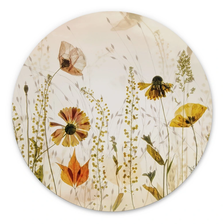 Wandbild Wilde Wiesenblumen im Sonnenlicht - Talen - Alu-Dibond Rund 