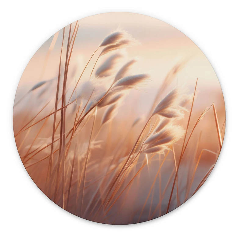 Wandbild Dünengras in der Abendsonne - Treechild - Alu-Dibond Rund 