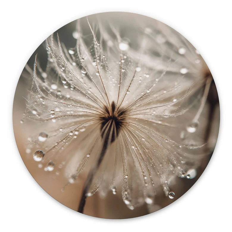 Wandcirkel Paardenbloem in ochtenddauw - Treechild 