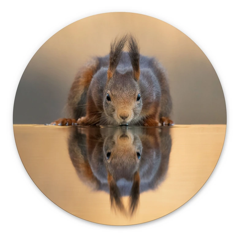 Wandbild Eichhörnchen am Wasser - van Duijn - Alu-Dibond - Rund 