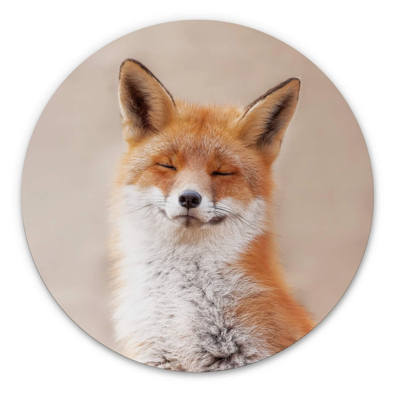 Alu-Dibond van Duijn - Zufriedener Fuchs - Rund 