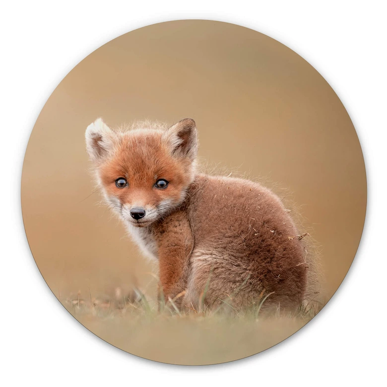 Alu-Dibond van Duijn - Baby Fuchs - Rund 