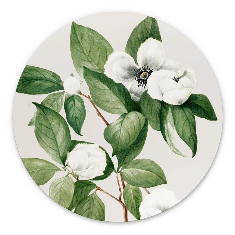 Wandbild Botanik Illustration einer Scheinkamelie - Walcott - Alu-Dibond - Rund 