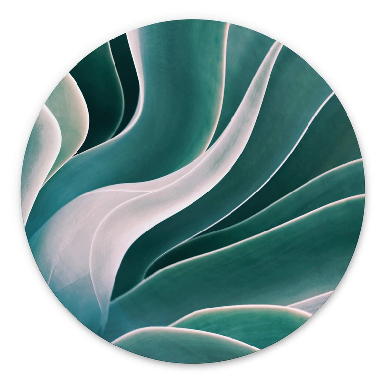 Wandcirkel Wechsler - Agave in het Ochtendlicht 