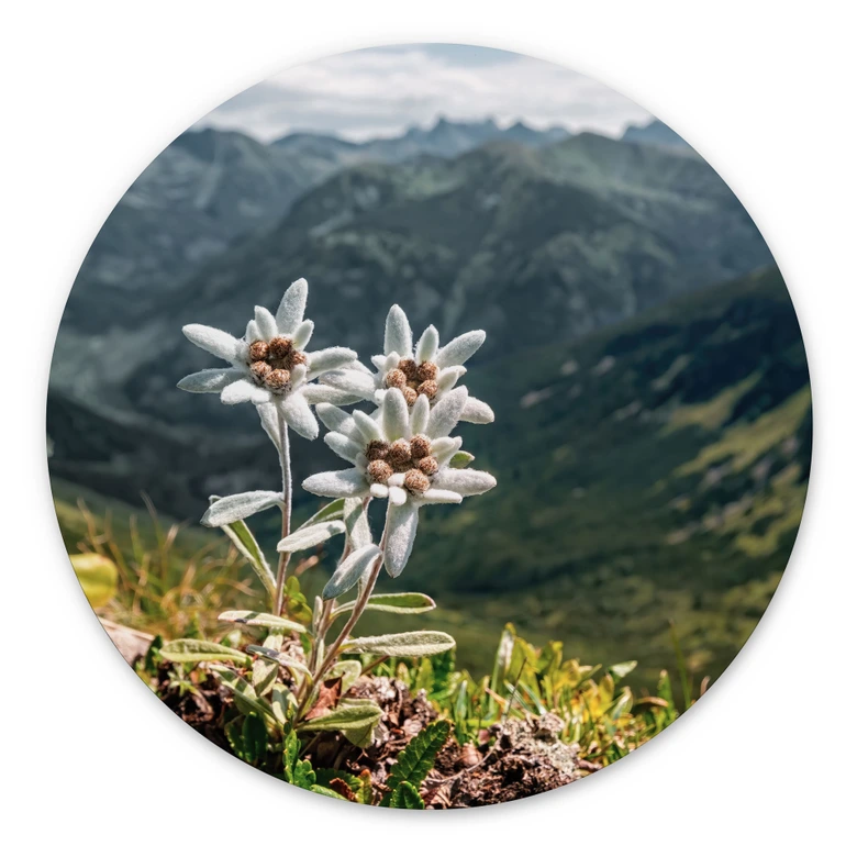 Wandbild Weißer Alpen-Edelweiß auf dem Berg - Alu-Dibond - Rund 