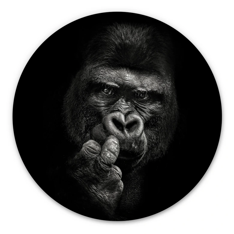 Alu-Dibond Meermann - Der Gorilla - Rund 