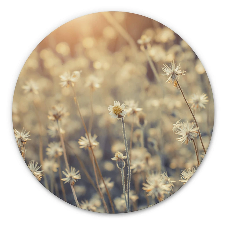 Alu-Dibond Mexican Daisy - Rund 