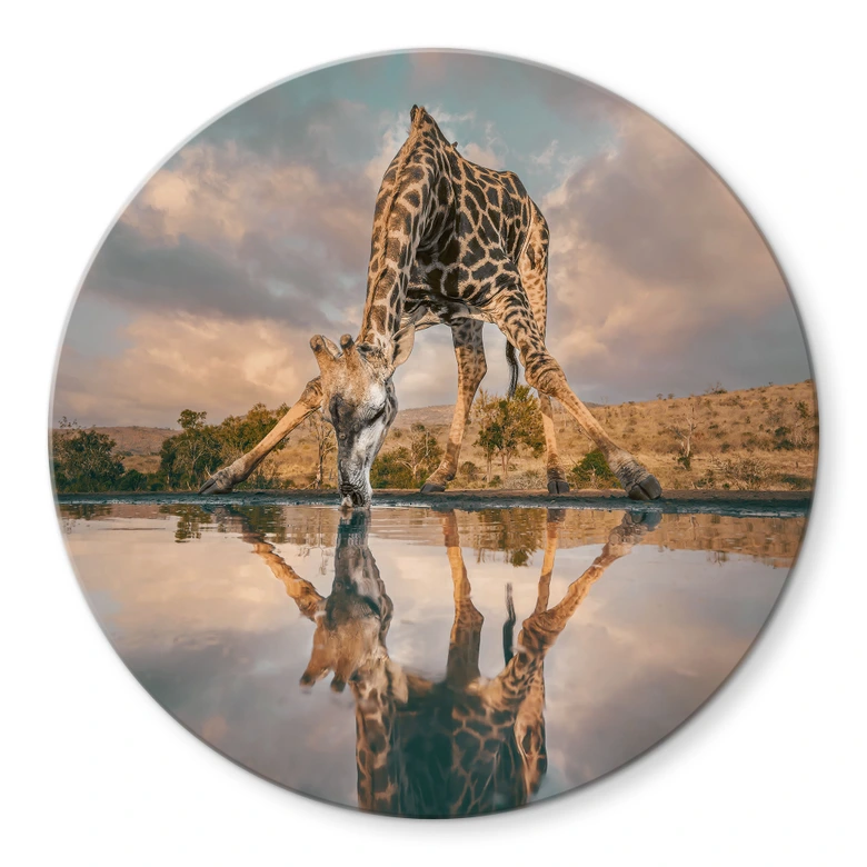Tableau verre Reflet d'une girafe dans la nature - Amtmann - Rond 
