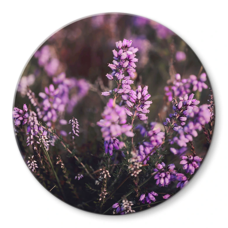 Glasbild Lila Heideblüte im warmen Licht - Annie - Rund 
