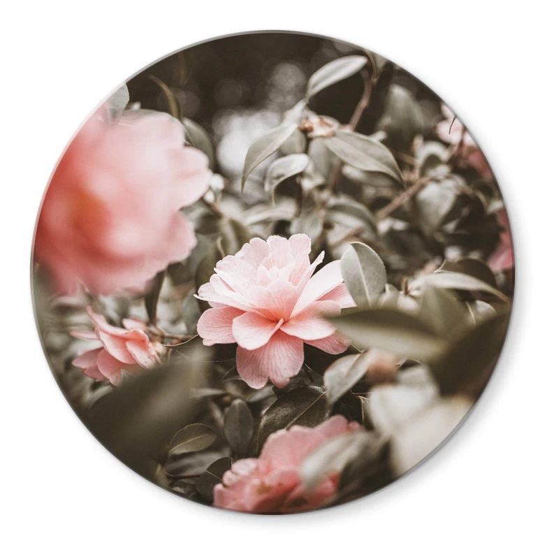 Glasbild Annie - Rosenblüte - Rund 