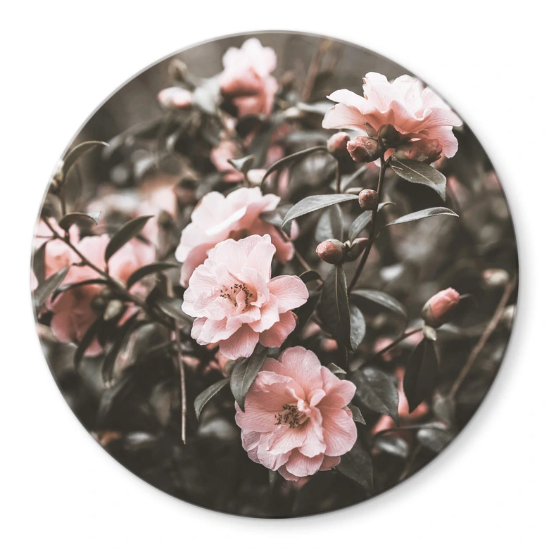 Glasbild Annie - Rosenstrauch - Rund 