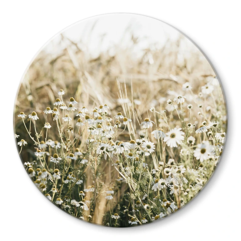 Glasbild Sommerwiese mit Kamille - Annie - Rund 