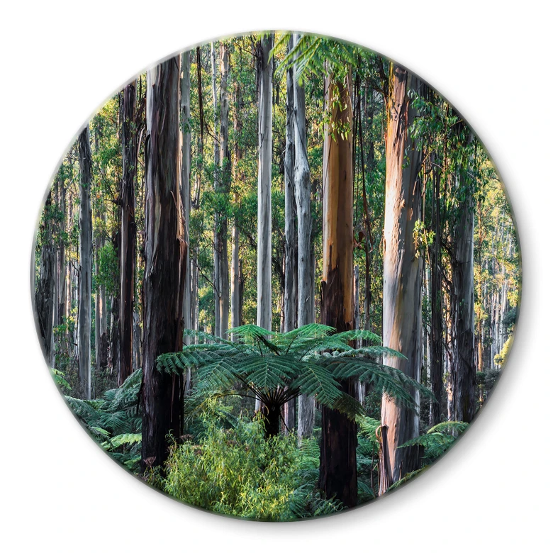 Glas billede Eukalyptus skov i Yarra Ranges - Colombo - Runde 