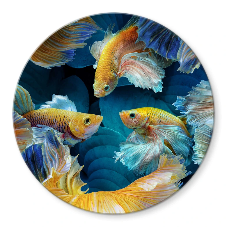 Glasbild Egger - Farbenfrohe Fische - Rund 