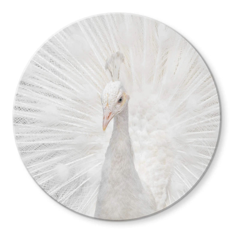 Tableau sur verre Fegari - Paon blanc - Rond 