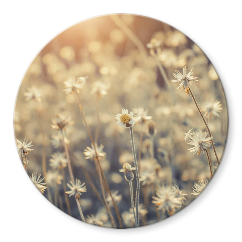 Glasbild Mexican Daisy - Rund 