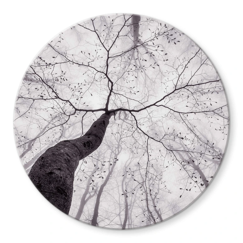 Glasbild Pavlasek - Ein Blick in die Baumkronen - Rund 