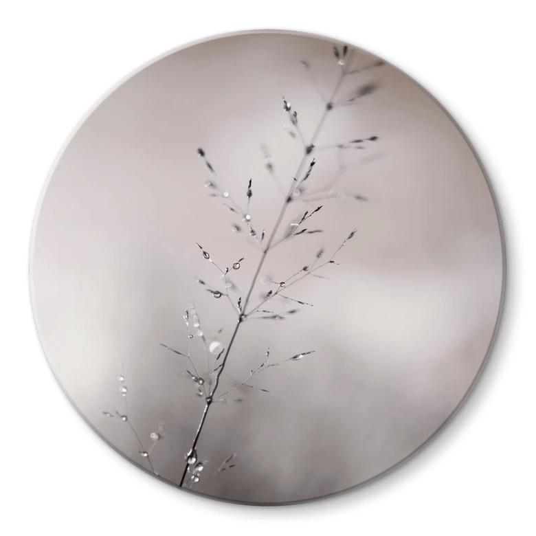 Glasbild Grashalm mit Tautropfen - Sillen - Rund 