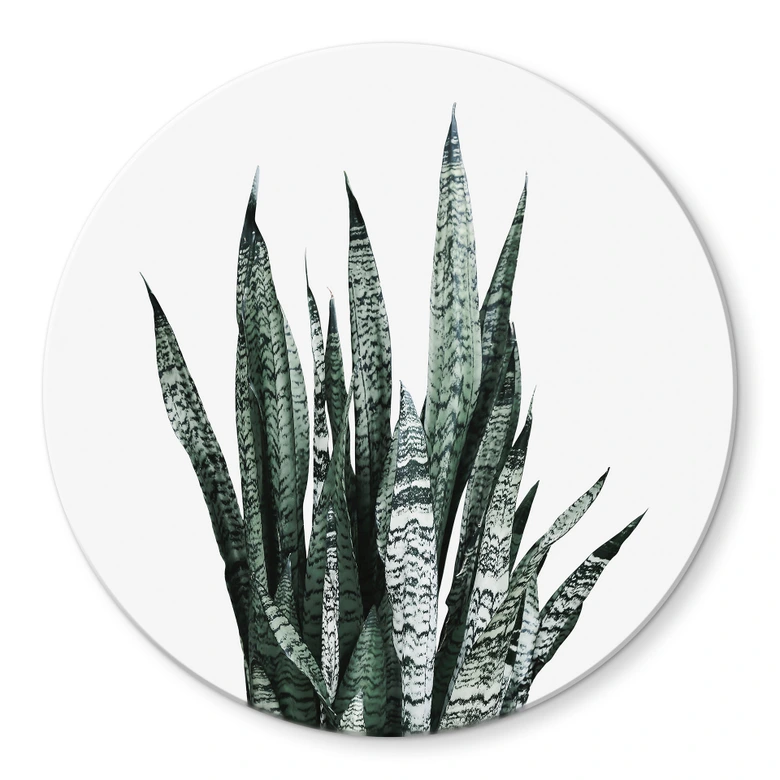 Tableau sur verre Plante - Sisi & Seb 