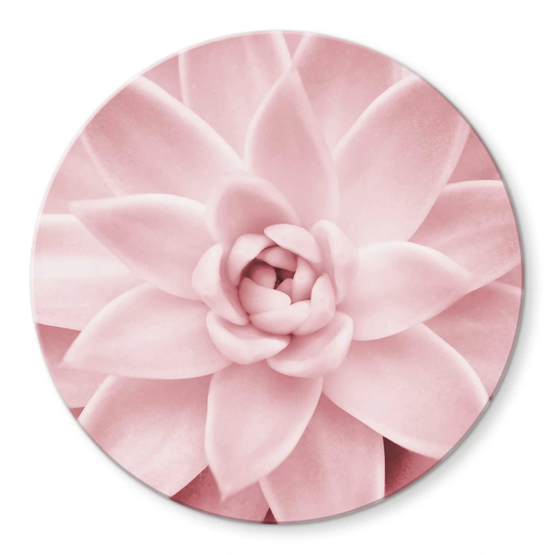 Glasbild Sisi & Seb - Rosa Sukkulente - Rund 