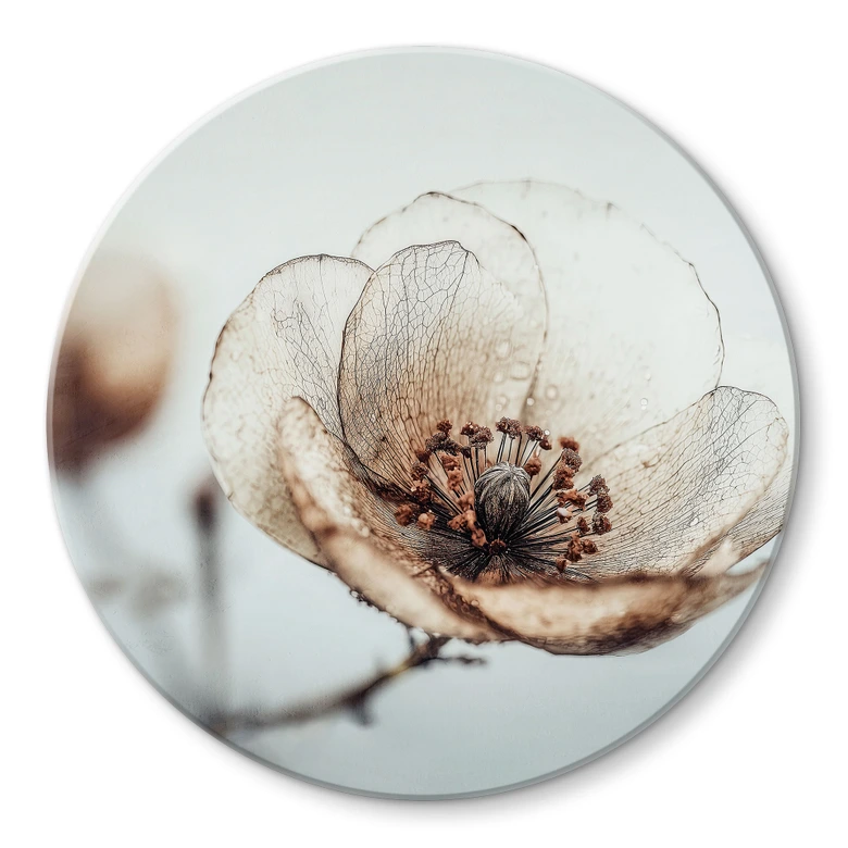Glasbild Trockenblüte Beige Naturpoesie - Treechild - Rund 