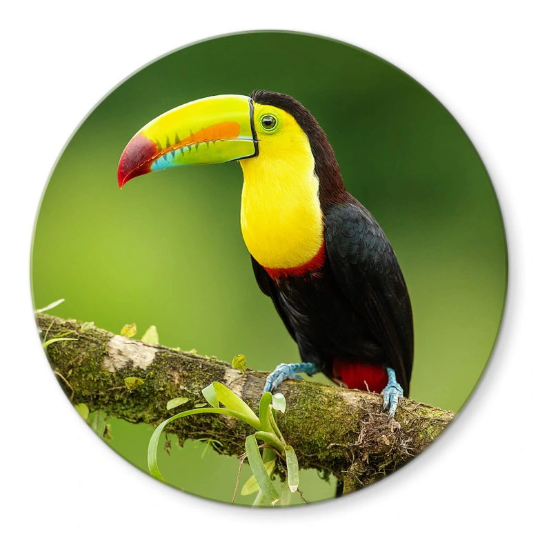 Glasbild van Duijn - Fischertukan in Costa Rica - Rund 