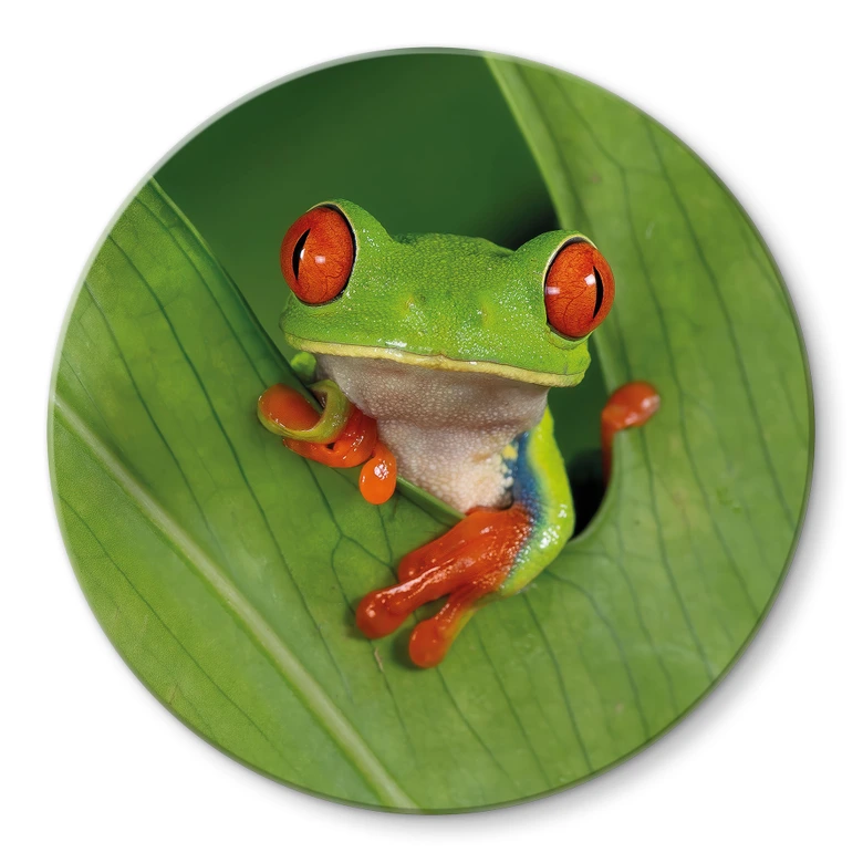 Glasbild Laubfrosch im Regenwald - van Duijn - Rund  