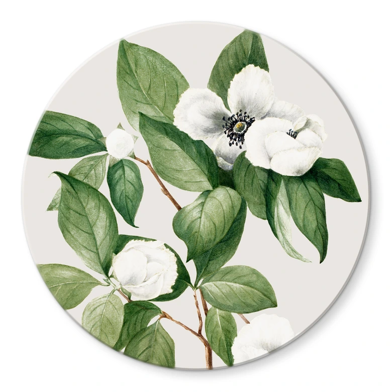 Glasbild Botanik Illustration einer Scheinkamelie - Walcott - Rund 