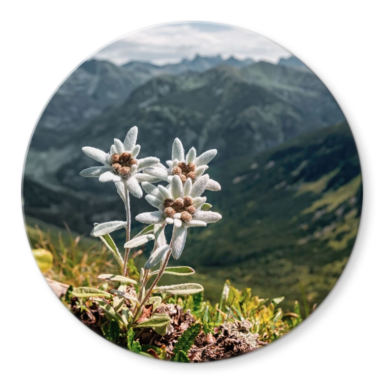 Glasbild Weißer Alpen-Edelweiß auf dem Berg - Rund 