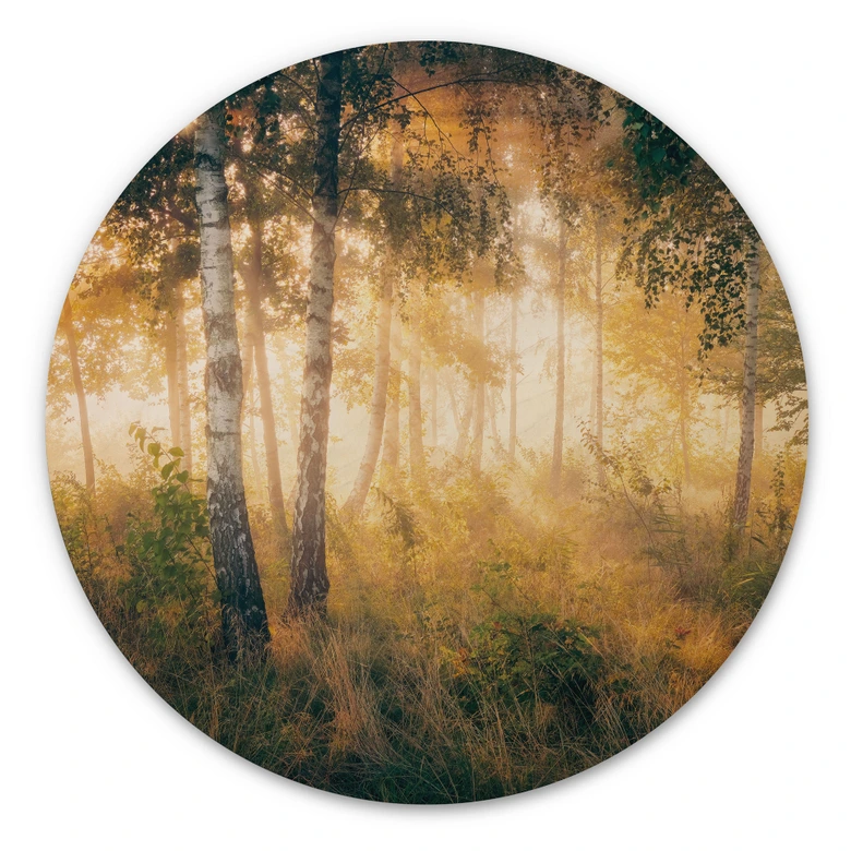 Holzbild Sonnenschein im Birkenwald - Kado - Rund 