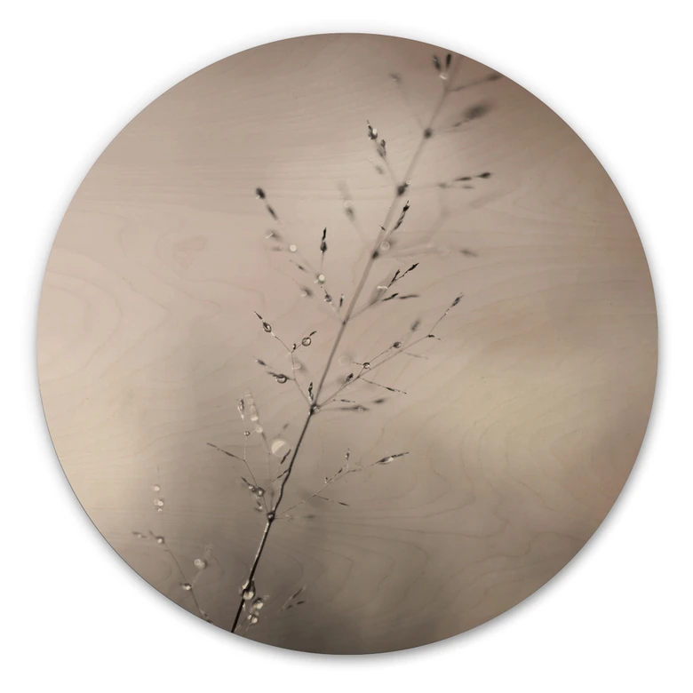 Obraz drewniany źdźbło trawy z kroplami rosy - Sillen - Okrągły 