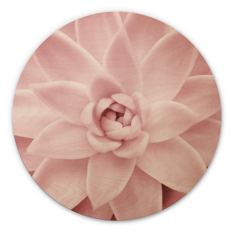 Tableau sur bois rond Sisi & Seb - Succulente rose 