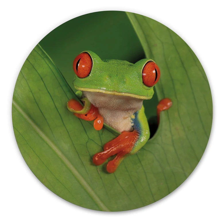 Cuadro de madera rana arborícola en la selva tropical - van Duijn - Redondo  