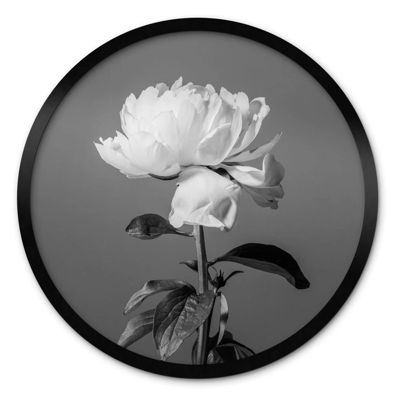 Póster 1X Estudio - Peonía blanco y negro - Redondo 