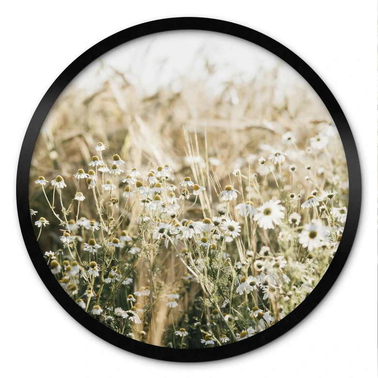 Poster Sommerwiese mit Kamille - Annie - Rund 