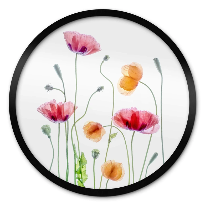 Poster Bunte Mohnblumen Rund - Disher 