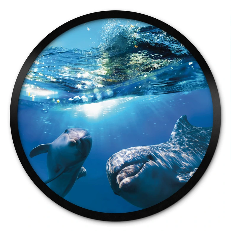 Plakat Delfiner under vand - rund 