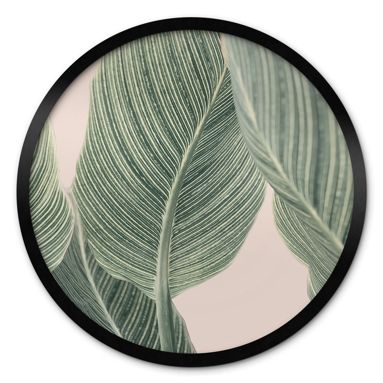 Poster Calathea Pflanze - Sisi & Seb - Rund 