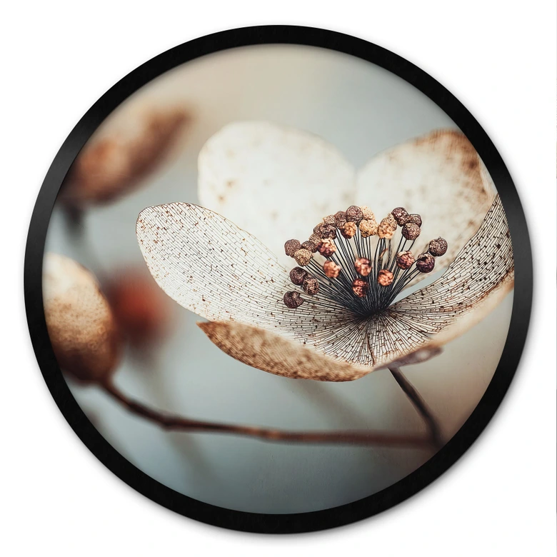 Poster Boho Trockenblume Makro - Treechild - Rund 