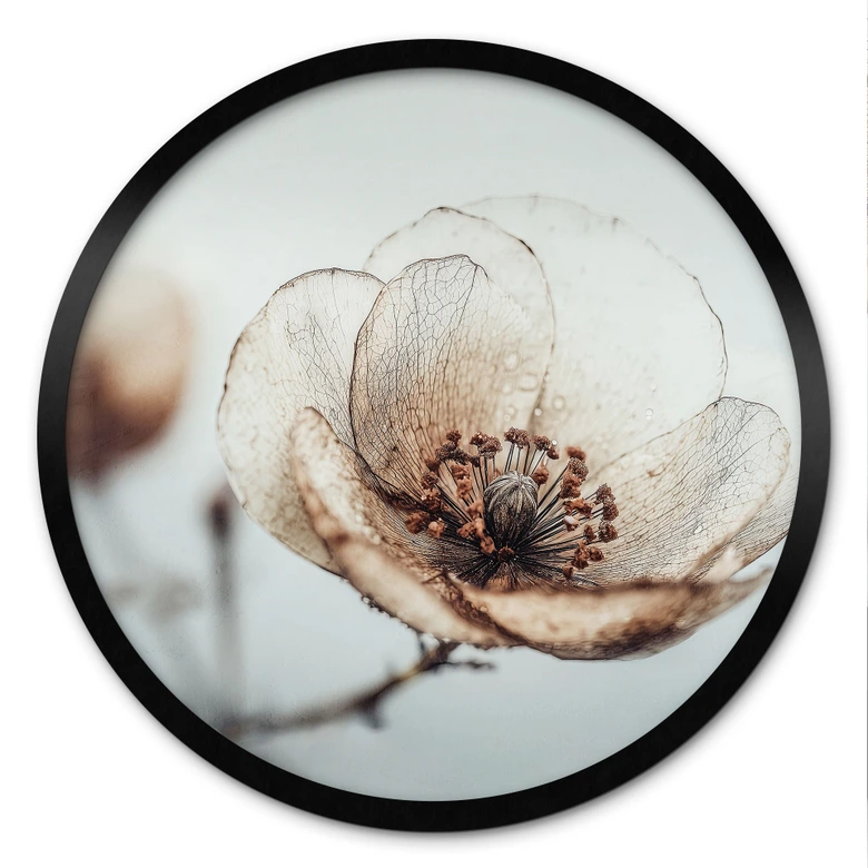 Poster Trockenblüte Beige Naturpoesie - Treechild - Rund 