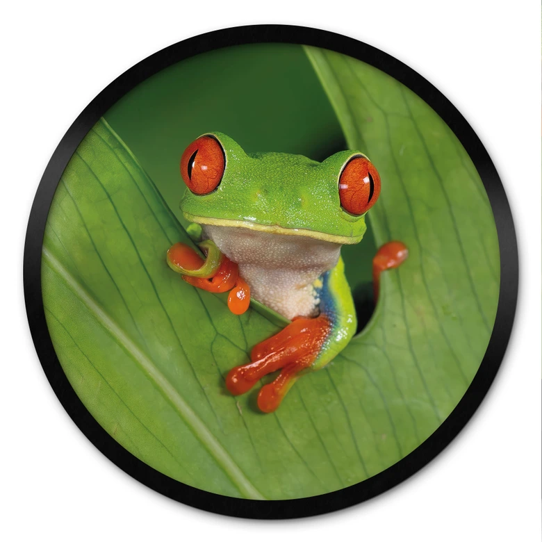 Poster Laubfrosch im Regenwald - van Duijn - Rund  