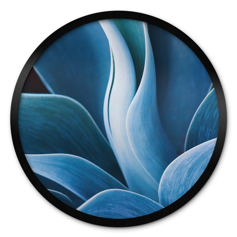 Plakat Wechsler - Rośliny Agawa martwa natura - okrągły 