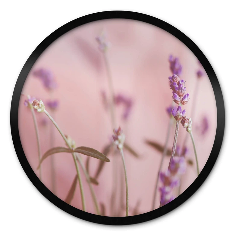 Poster Zarter Lavendel - Rund 