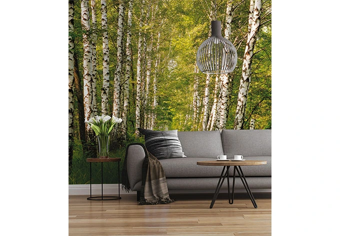 Fotobehang Berkenbos 