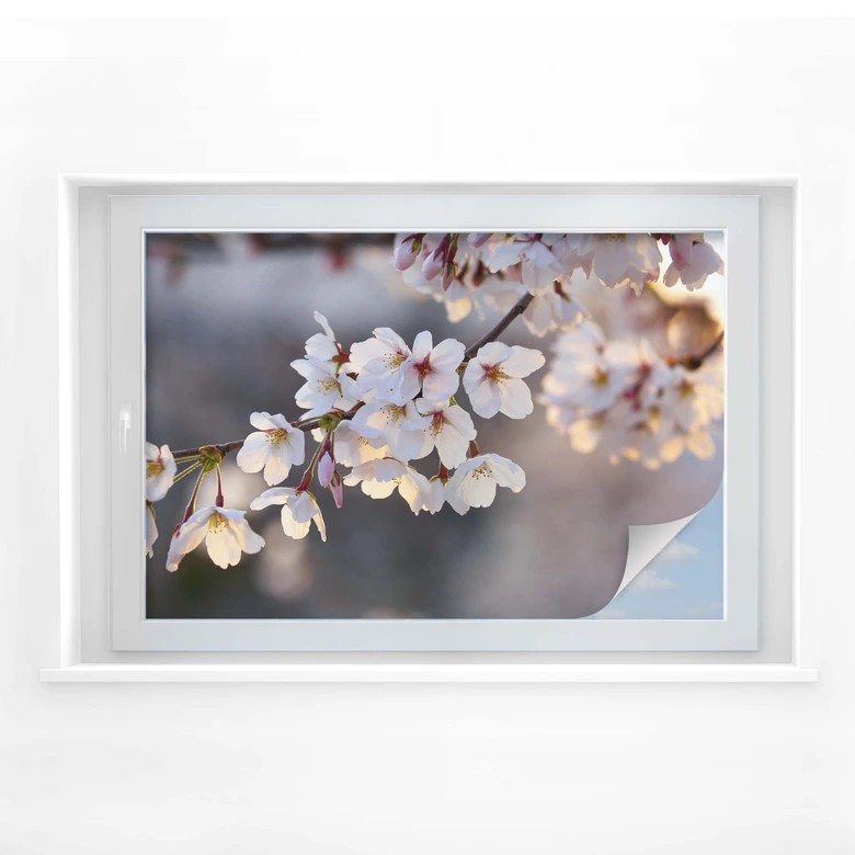 Window foil Cherry Blossom   