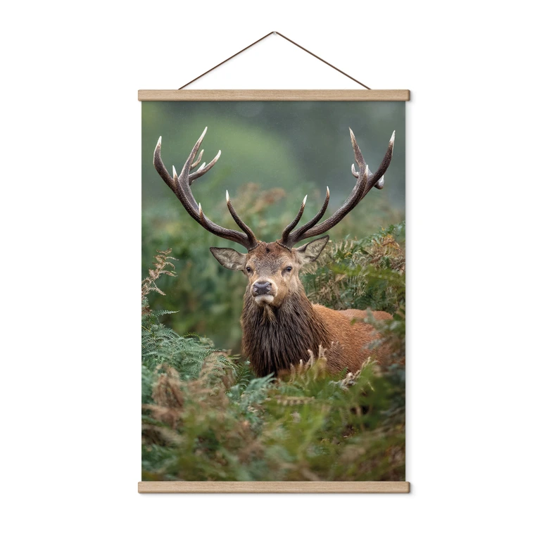 Póster de tela ciervo rojo - Guardián del bosque - van Duijn 