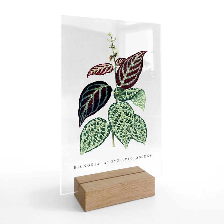 Tischaufsteller Blatt Illustration - Bignonia Argyro Violascea 